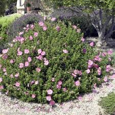 Rock Rose